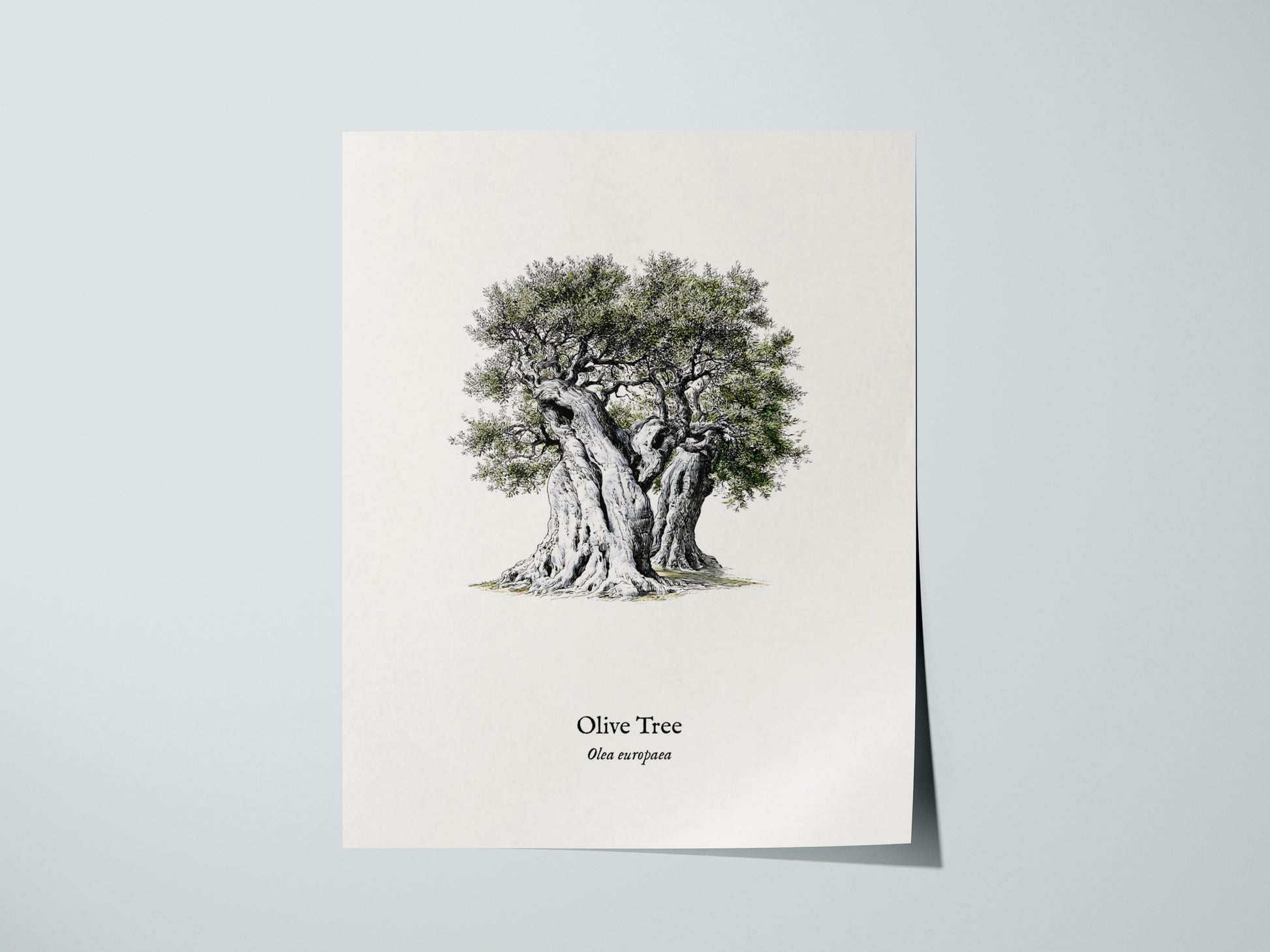Olive Tree Poster | Vintage Olea europaea Botanical Illustration Wall Art — giclée print detail on matte paper