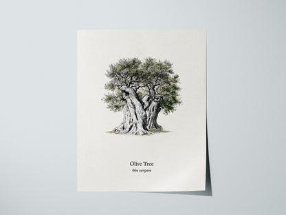 Olive Tree Poster | Vintage Olea europaea Botanical Illustration Wall Art — giclée print detail on matte paper