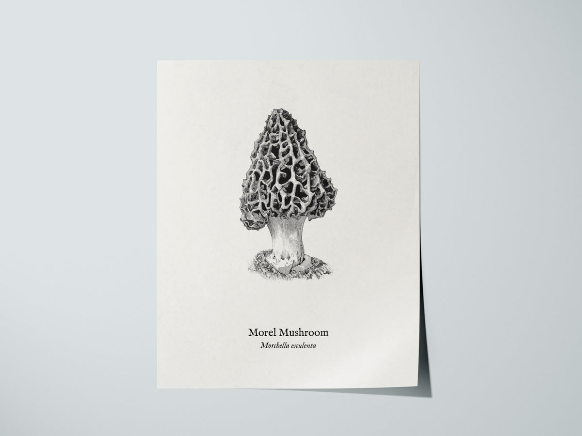 Morel Mushroom Poster | Morchella esculenta Pen and Ink Print Vintage Scientific Illustration — giclée print detail on matte