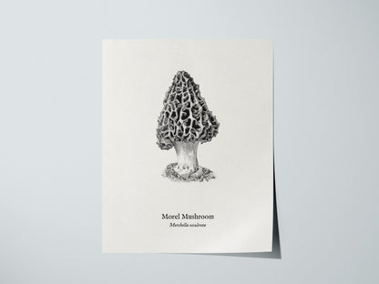 Morel Mushroom Poster | Morchella esculenta Pen and Ink Print Vintage Scientific Illustration — giclée print detail on matte