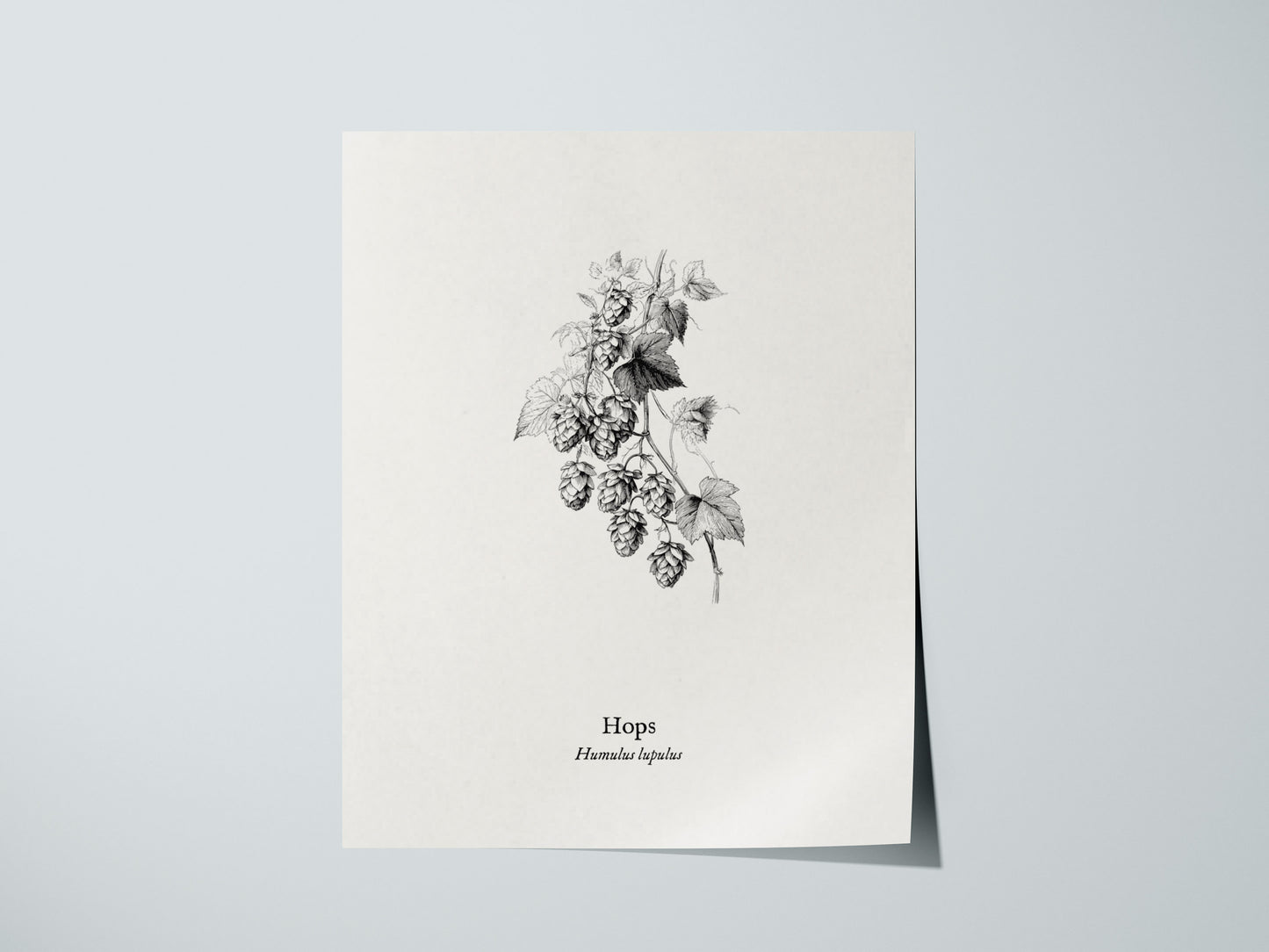 Hops Poster | Vintage Humulus lupulus Botanical Illustration Wall Art — giclée print detail on matte paper