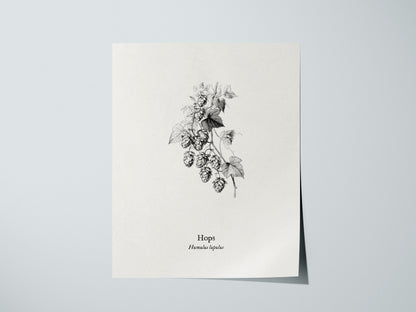 Hops Poster | Vintage Humulus lupulus Botanical Illustration Wall Art — giclée print detail on matte paper