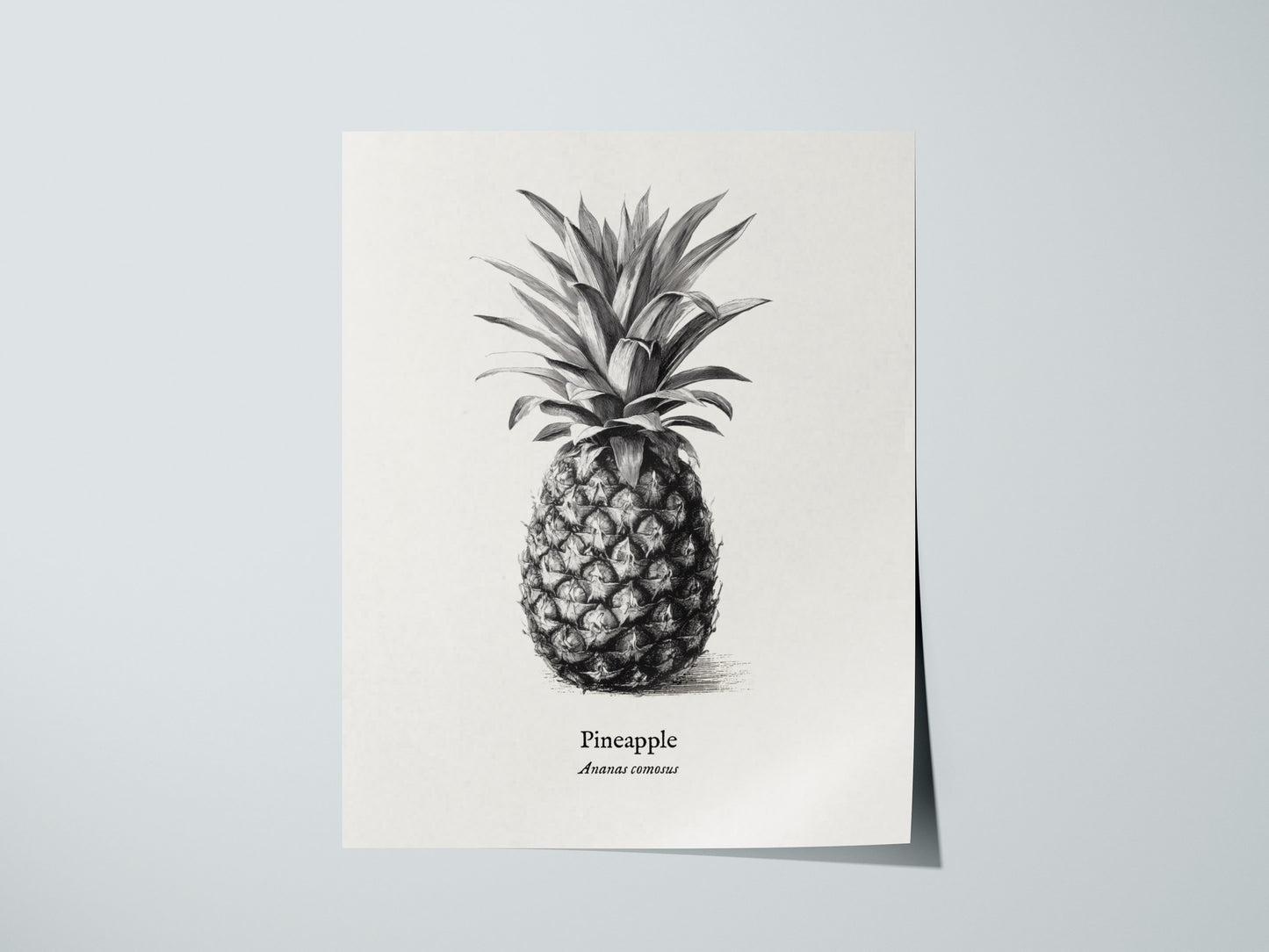 Print 01