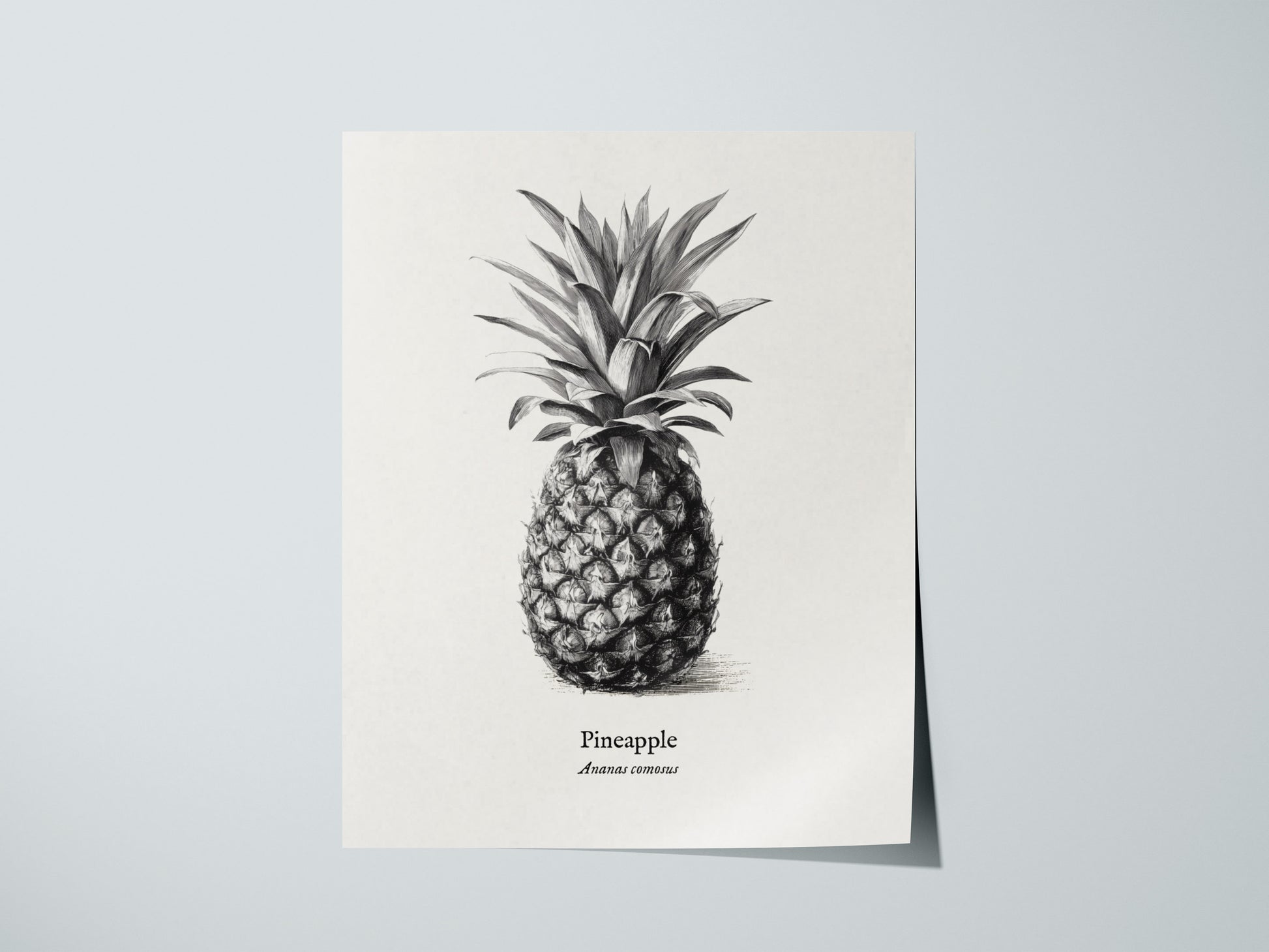 Print 01