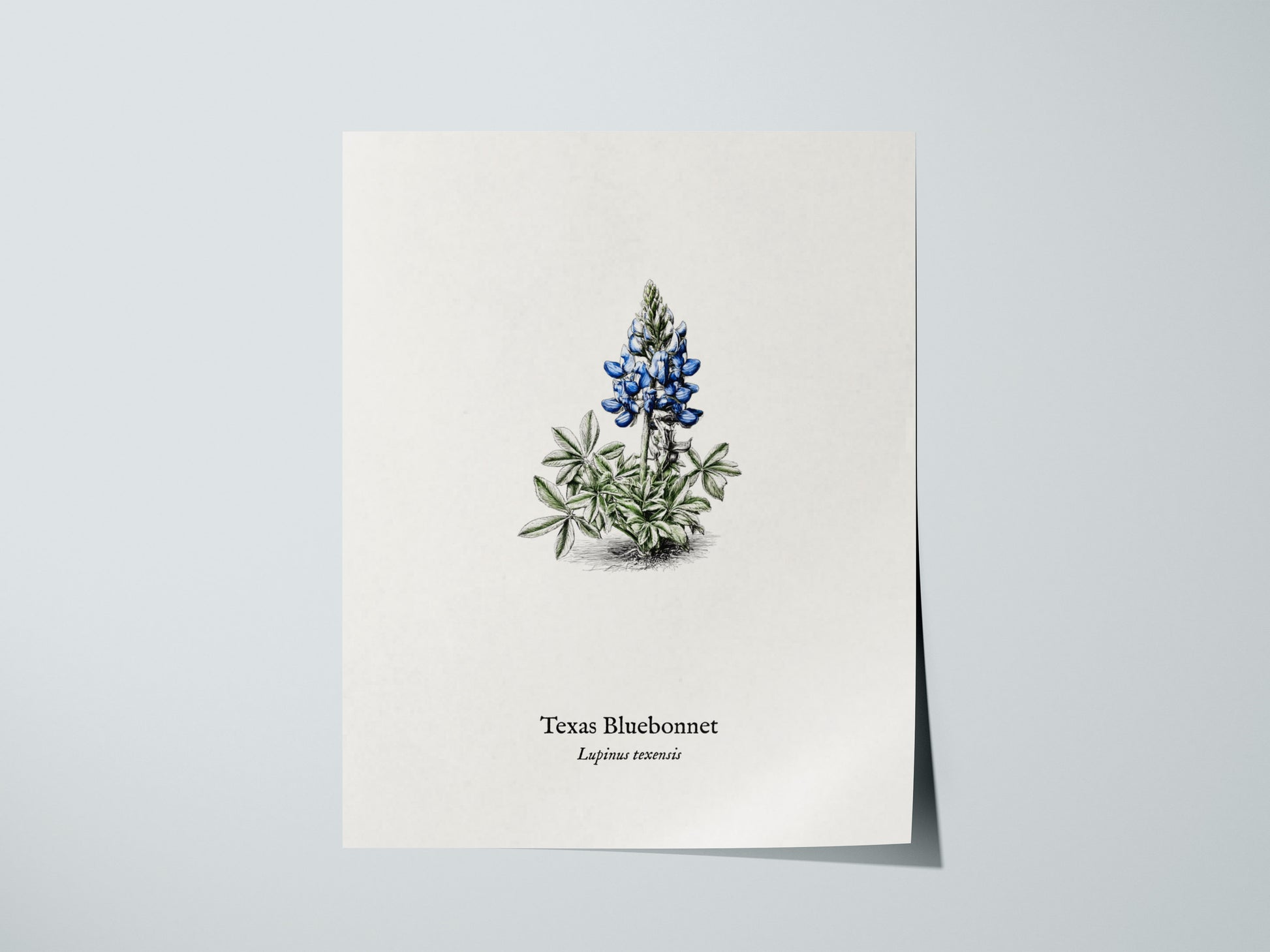 Texas Bluebonnet Poster | Vintage Lupinus texensis Botanical Illustration Wall Art — giclée print detail on matte paper
