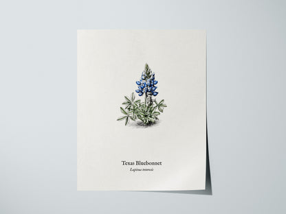Texas Bluebonnet Poster | Vintage Lupinus texensis Botanical Illustration Wall Art — giclée print detail on matte paper