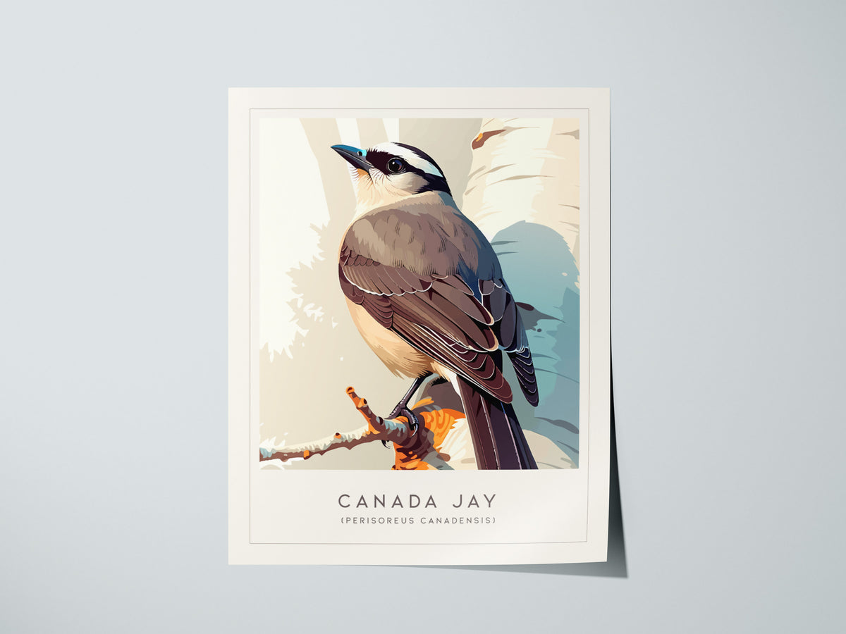 Canada Jay, Perisoreus canadensis Poster | Bold Boreal Bird Wall Art — giclée print detail on matte paper