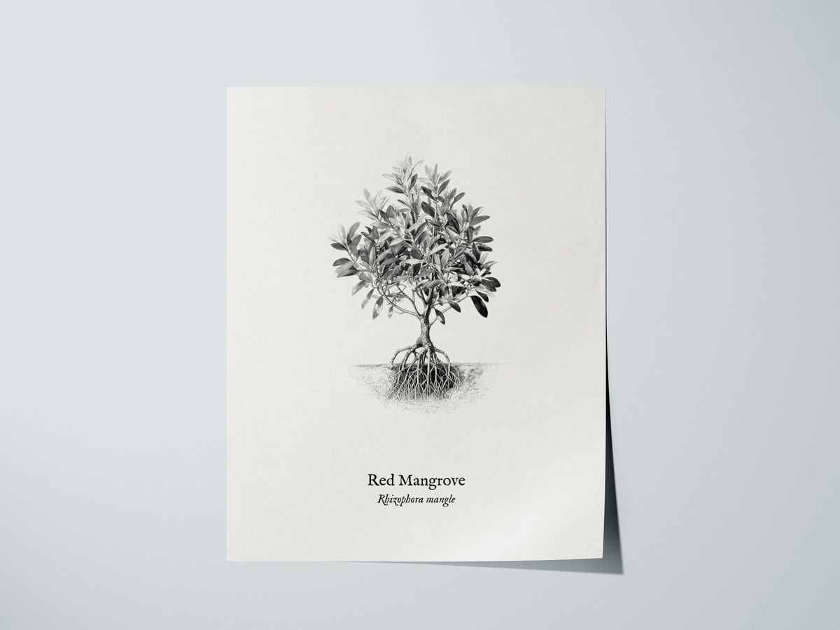 Red Mangrove Poster | Rhizophora Mangle Pen and Ink Print Vintage Botanical Illustration — giclée print detail on matte paper