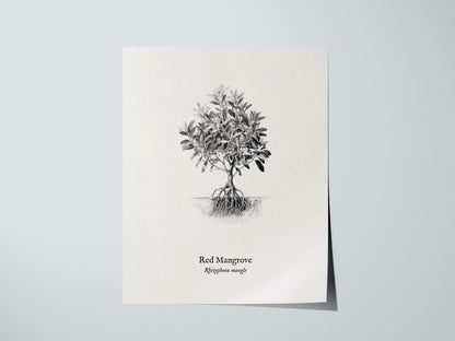 Red Mangrove Poster | Rhizophora Mangle Pen and Ink Print Vintage Botanical Illustration — giclée print detail on matte paper