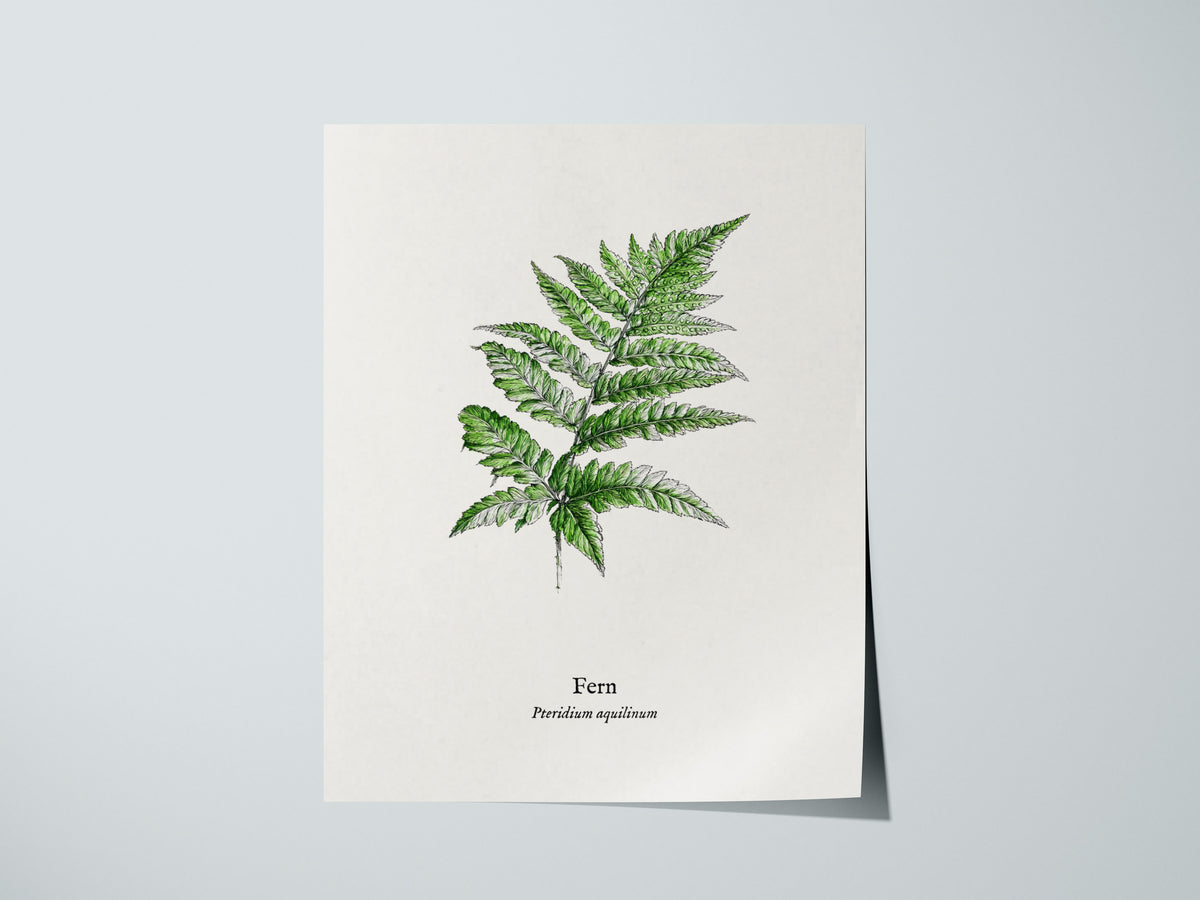 Fern Poster | Pteridium aquilinum Vintage Pen and Ink Print Scientific Illustration Wall Art — giclée print detail on matte p