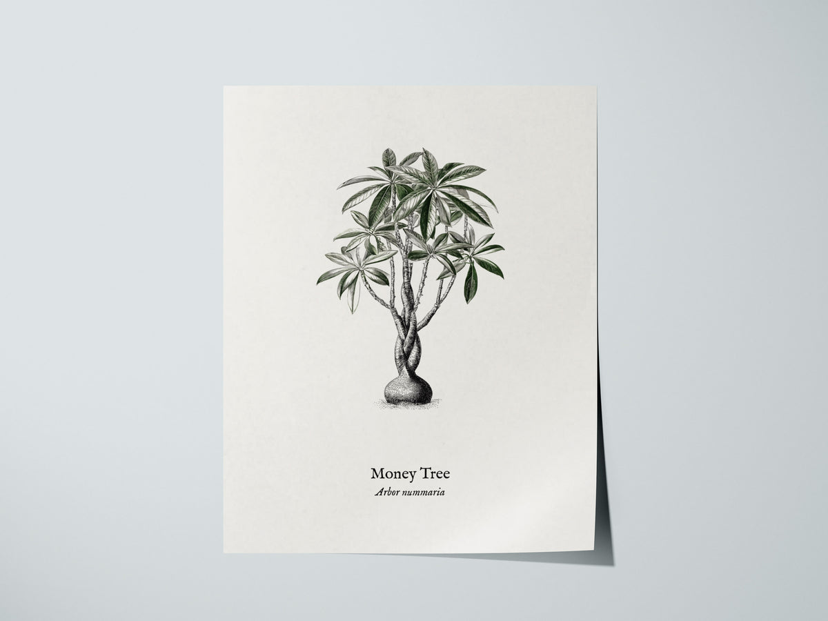 Money Tree Poster | Arbor Nummaria Pen and Ink Print — Vintage Botanical Illustration Wall Art — giclée print detail on matte