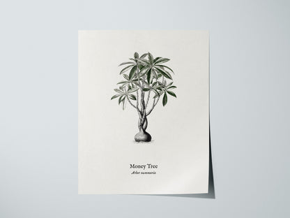 Money Tree Poster | Arbor Nummaria Pen and Ink Print — Vintage Botanical Illustration Wall Art — giclée print detail on matte
