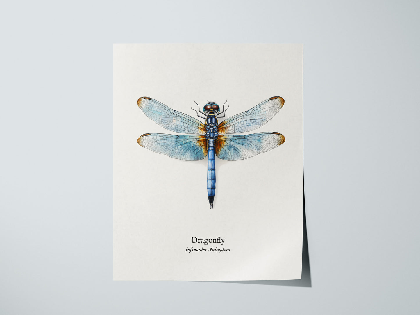 Dragonfly Poster | Vintage Anisoptera Zoological Illustration Wall Art — giclée print detail on matte paper
