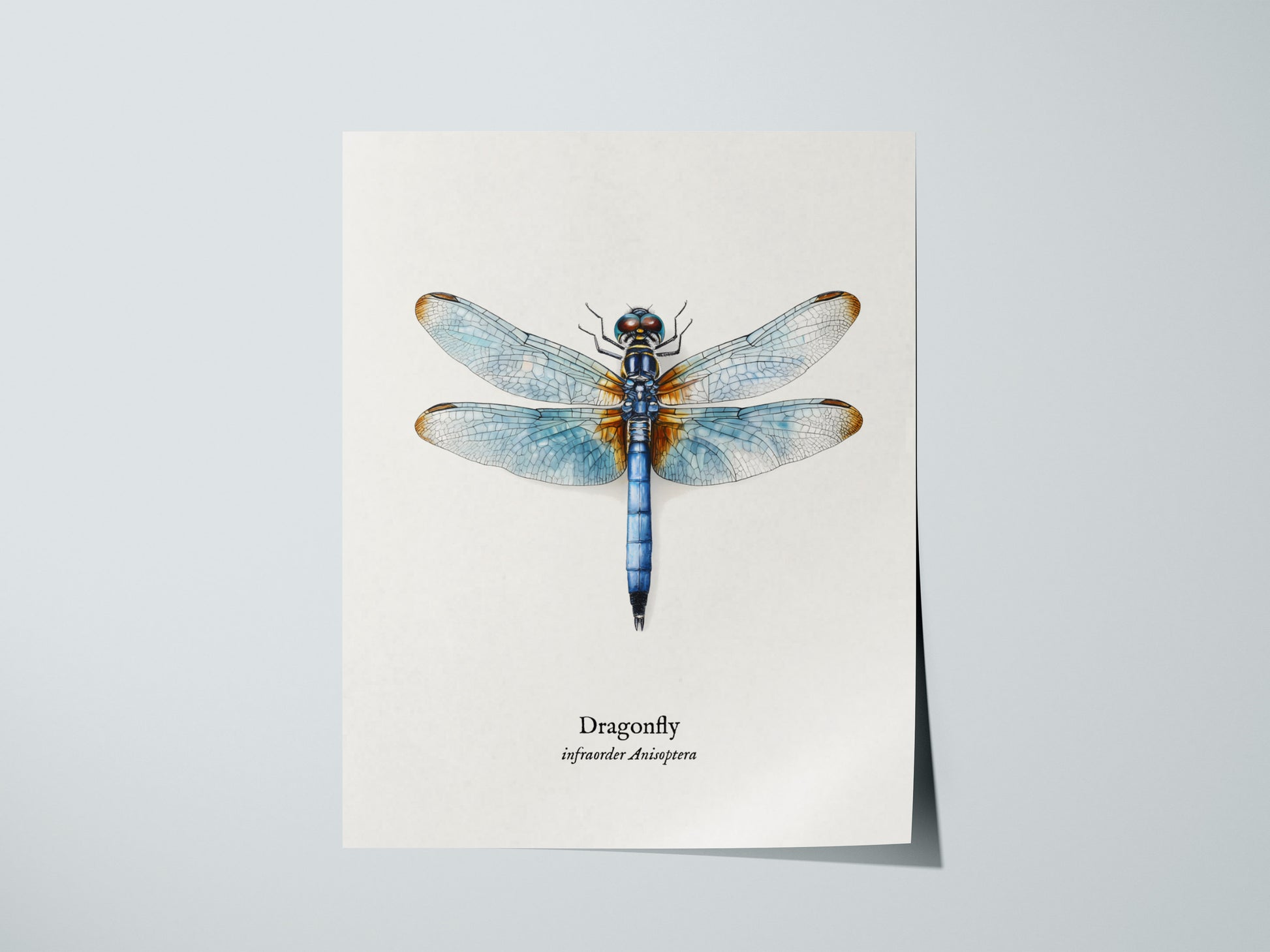 Dragonfly Poster | Vintage Anisoptera Zoological Illustration Wall Art — giclée print detail on matte paper