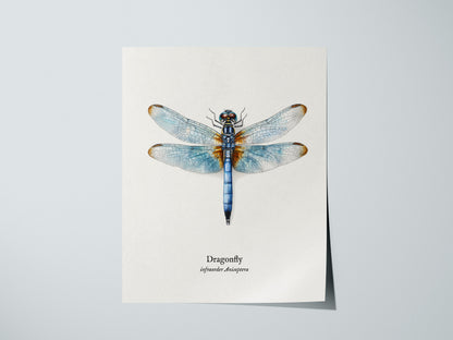 Dragonfly Poster | Vintage Anisoptera Zoological Illustration Wall Art — giclée print detail on matte paper