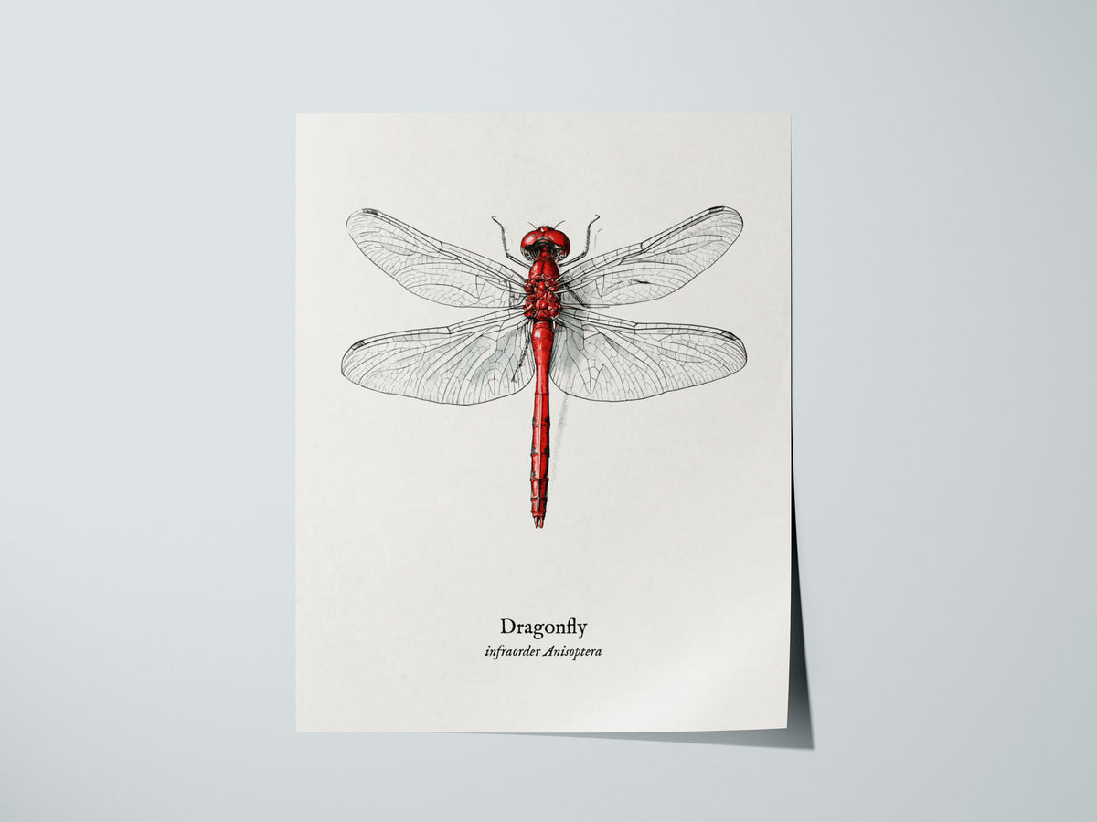 Dragonfly Poster | Vintage Anisoptera Zoological Illustration Wall Art — giclée print detail on matte paper