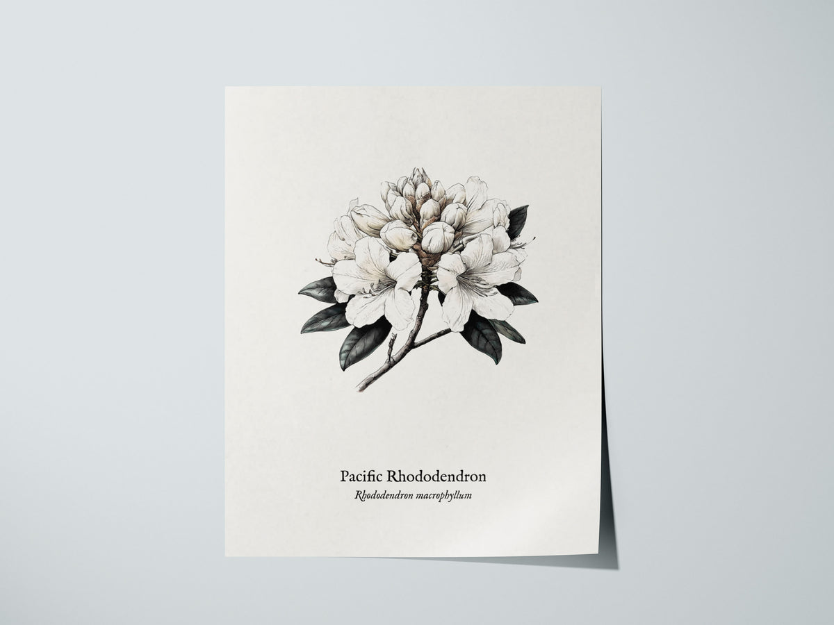 Pacific Rhododendron Poster | Rhododendron macrophyllum Pen and Ink Print Botanical Illustration Wall Art — giclée print deta