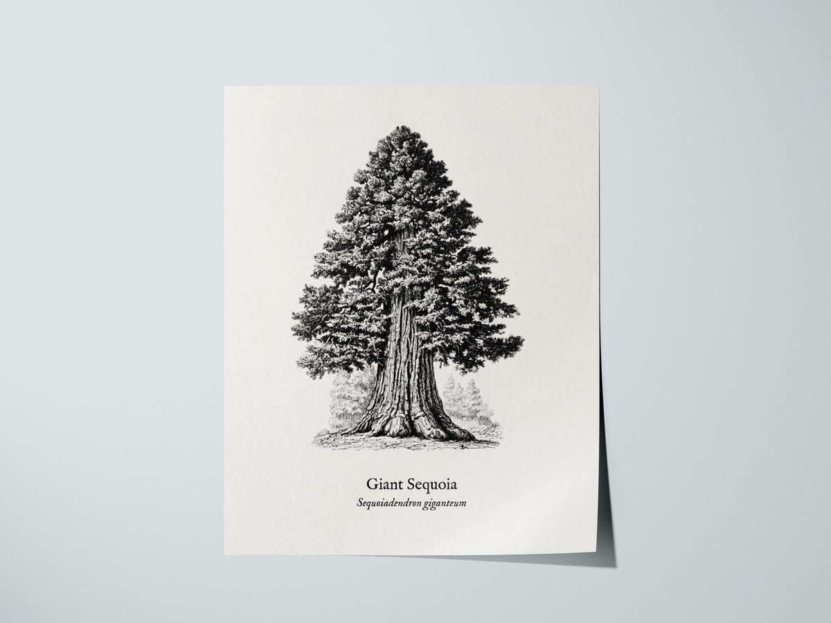Giant Sequoia Poster | Vintage Sequoiadendron Giganteum Botanical Illustration Wall Art — giclée print detail on matte paper
