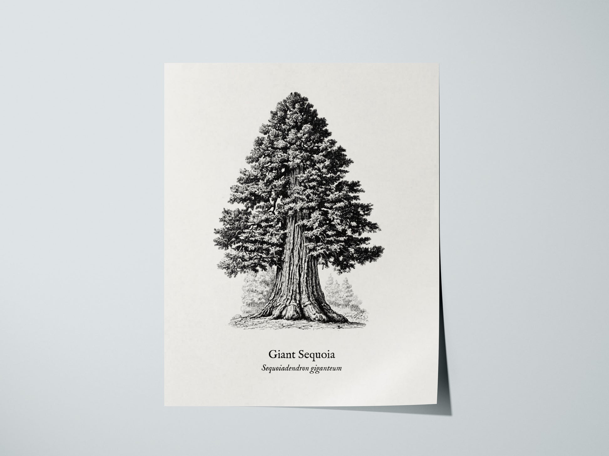 Giant Sequoia Poster | Vintage Sequoiadendron Giganteum Botanical Illustration Wall Art — giclée print detail on matte paper
