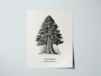 Giant Sequoia Poster | Vintage Sequoiadendron Giganteum Botanical Illustration Wall Art — giclée print detail on matte paper