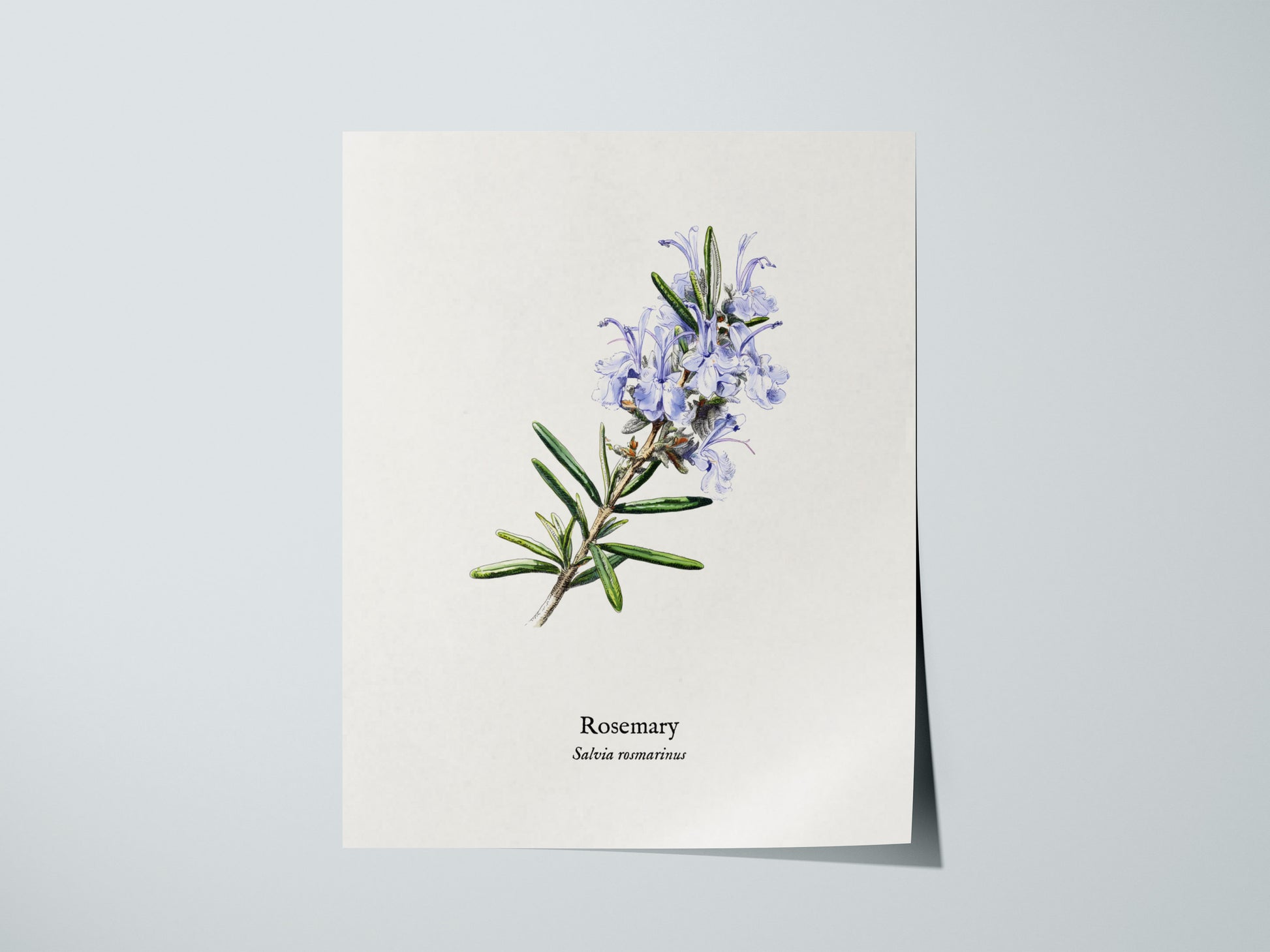 Rosemary Poster | Vintage Salvia Rosmarinus Botanical Illustration Wall Art — giclée print detail on matte paper