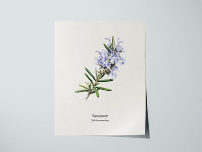Rosemary Poster | Vintage Salvia Rosmarinus Botanical Illustration Wall Art — giclée print detail on matte paper