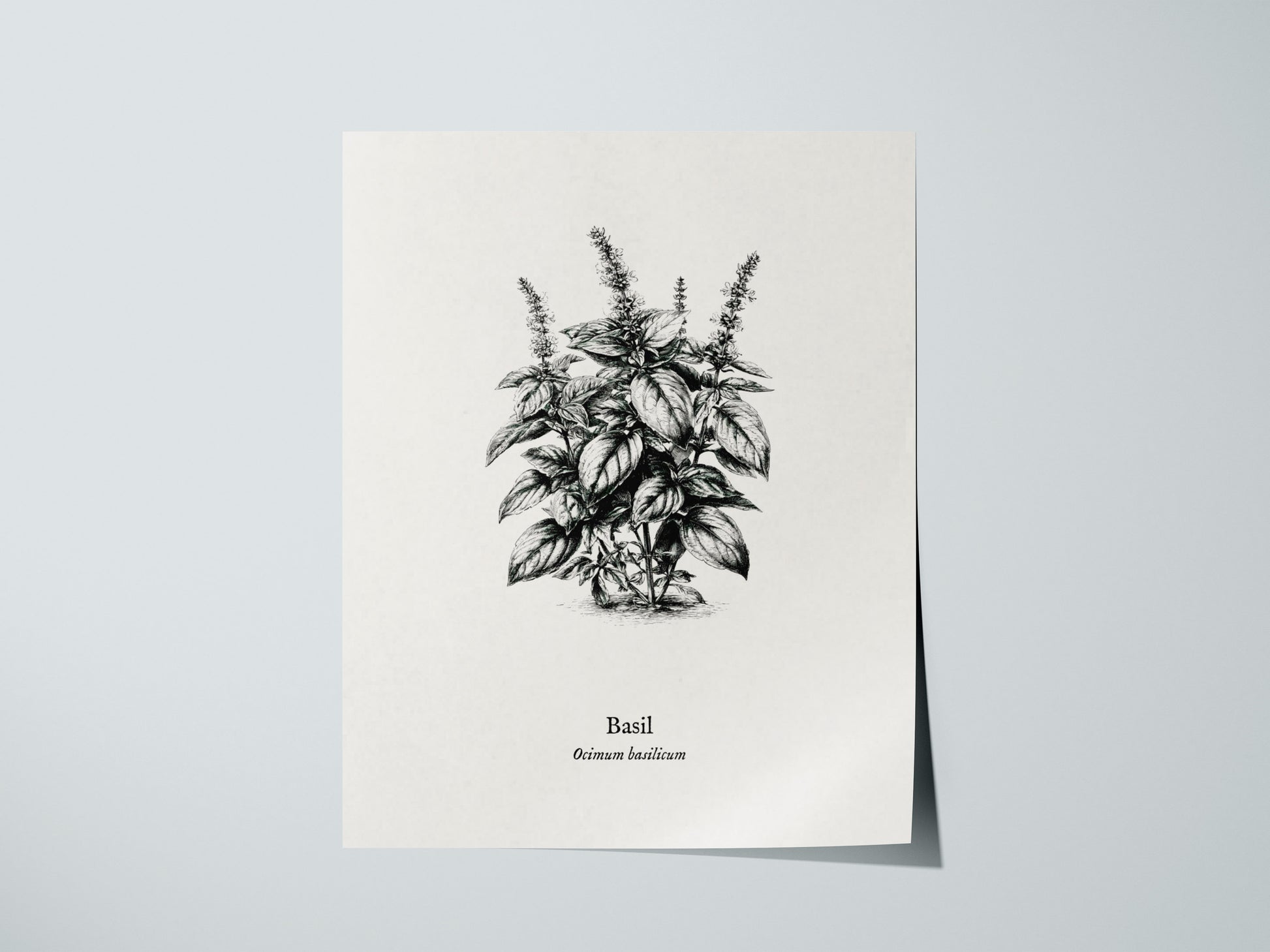 Basil Poster | Ocimum basilicum Pen and Ink Print | Vintage Botanical Illustration Wall Art — giclée print detail on matte pa