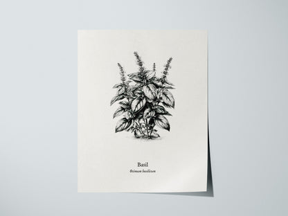 Basil Poster | Ocimum basilicum Pen and Ink Print | Vintage Botanical Illustration Wall Art — giclée print detail on matte pa