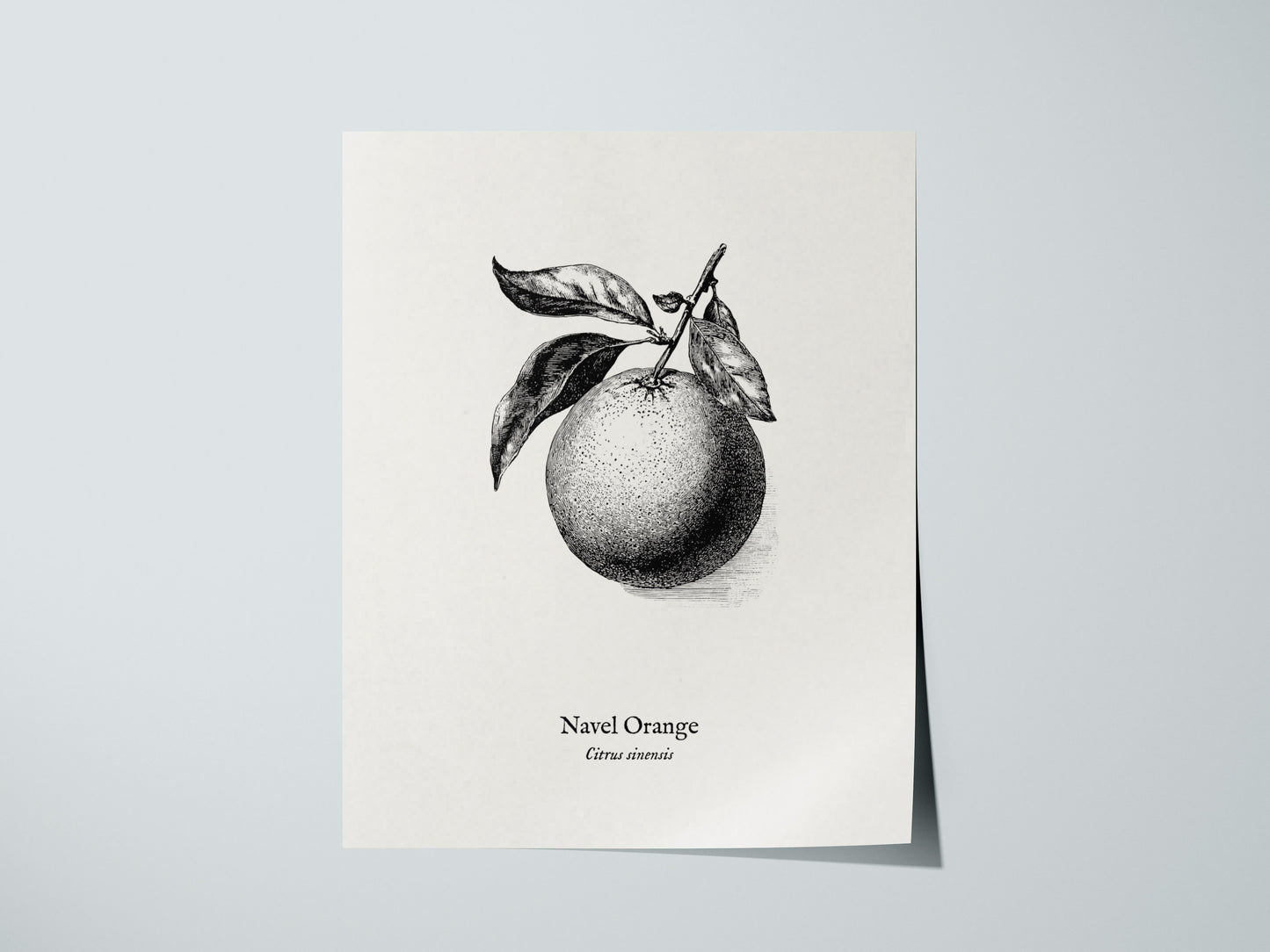 Navel Orange Poster | Citrus sinensis Pen and Ink Print Vintage Botanical Illustration — giclée print detail on matte paper