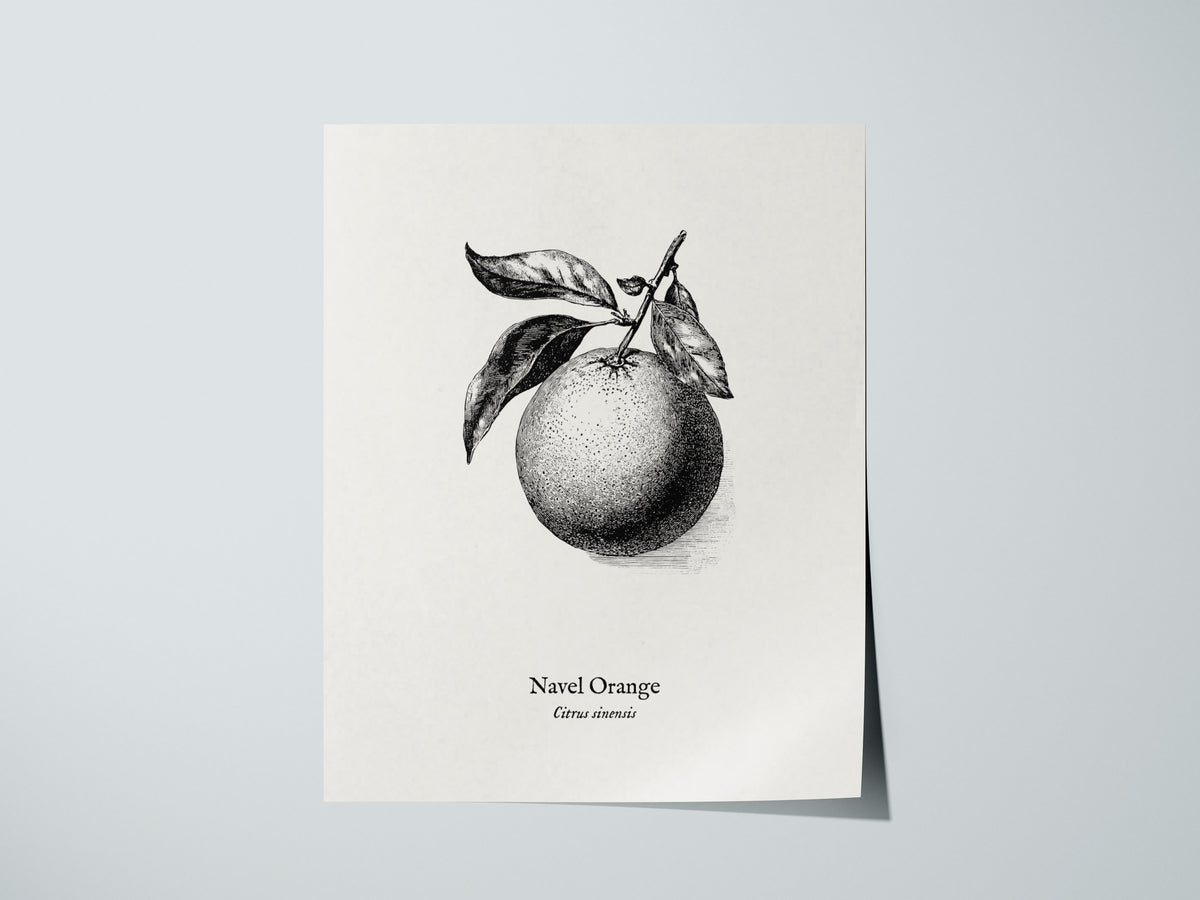 Navel Orange Poster | Citrus sinensis Pen and Ink Print Vintage Botanical Illustration — giclée print detail on matte paper