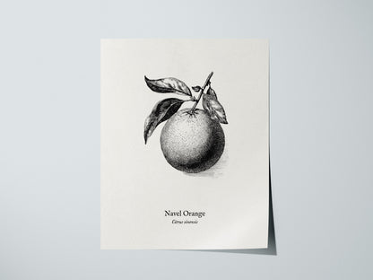 Navel Orange Poster | Citrus sinensis Pen and Ink Print Vintage Botanical Illustration — giclée print detail on matte paper