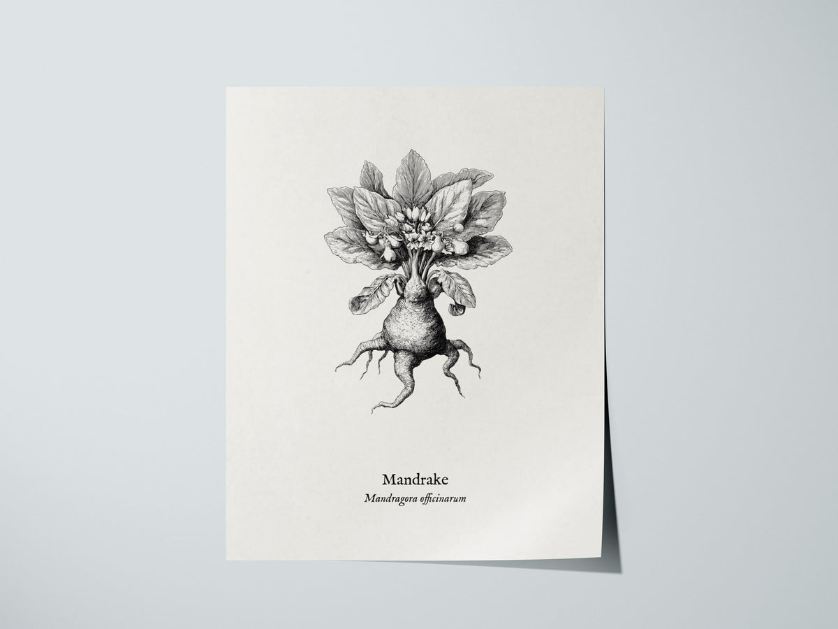 Mandrake Poster | Mandragora officinarum Pen and Ink Print Vintage Botanical Illustration — giclée print detail on matte pape