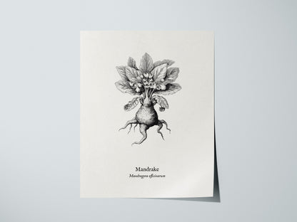 Mandrake Poster | Mandragora officinarum Pen and Ink Print Vintage Botanical Illustration — giclée print detail on matte pape