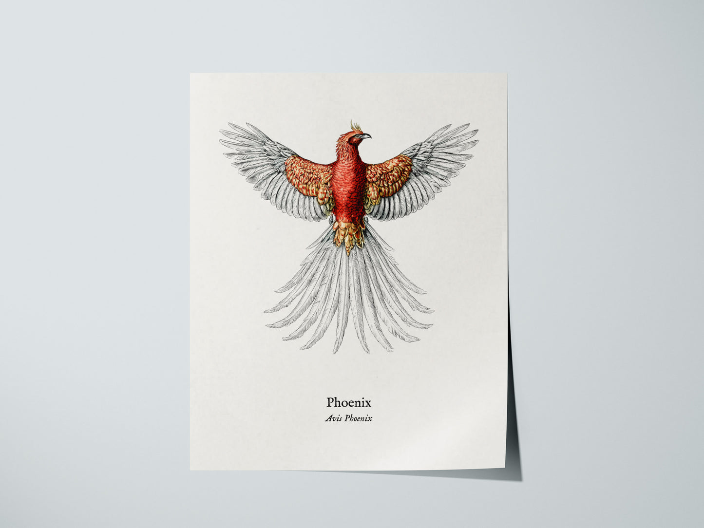 Phoenix Poster | Vintage Avis Phoenix Zoological Illustration Wall Art — giclée print detail on matte paper