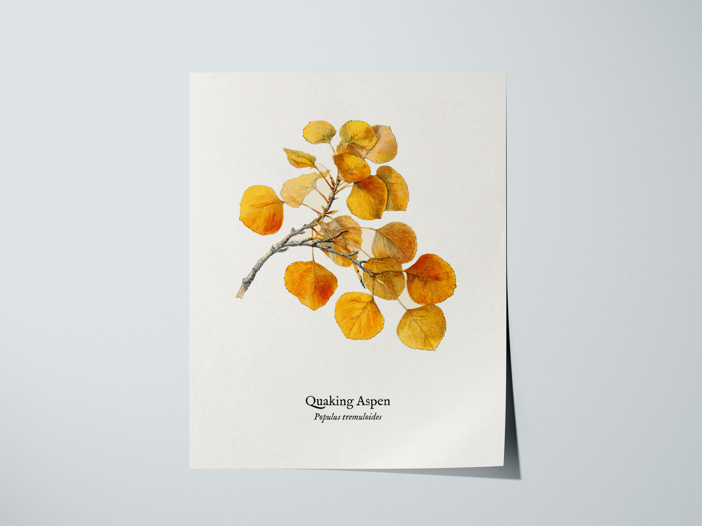 Quaking Aspen Poster | Vintage Populus tremuloides Botanical Illustration Wall Art — giclée print detail on matte paper