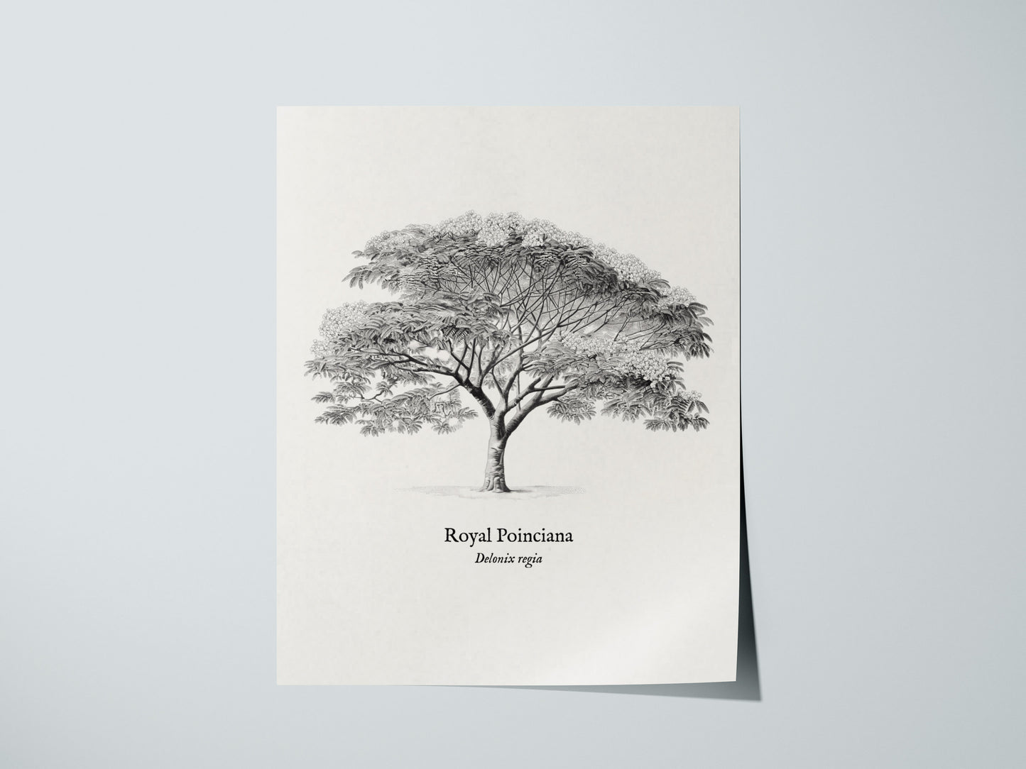 Print 01