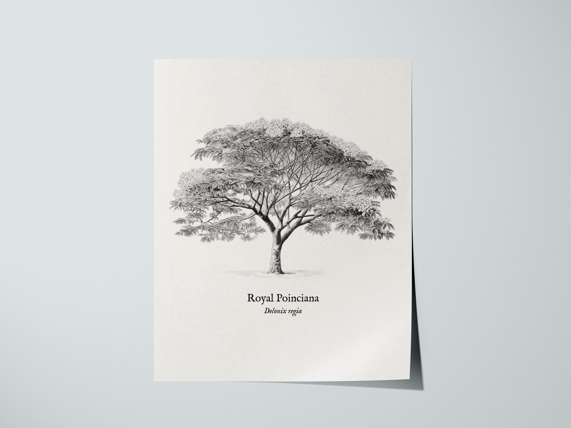 Print 01