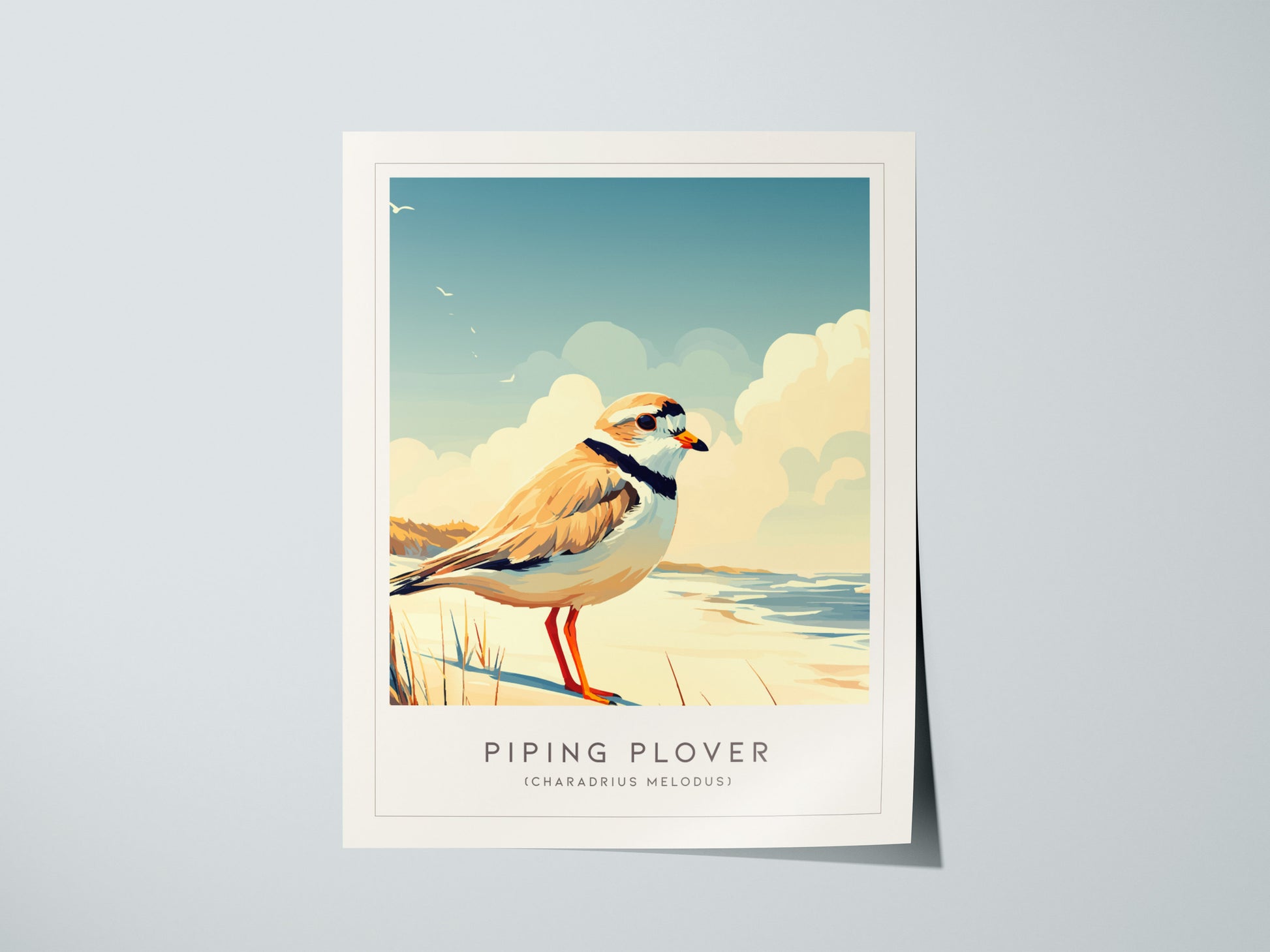 Piping Plover, Charadrius melodus Poster | Shorebird Nature Poster Wall Art — giclée print detail on matte paper