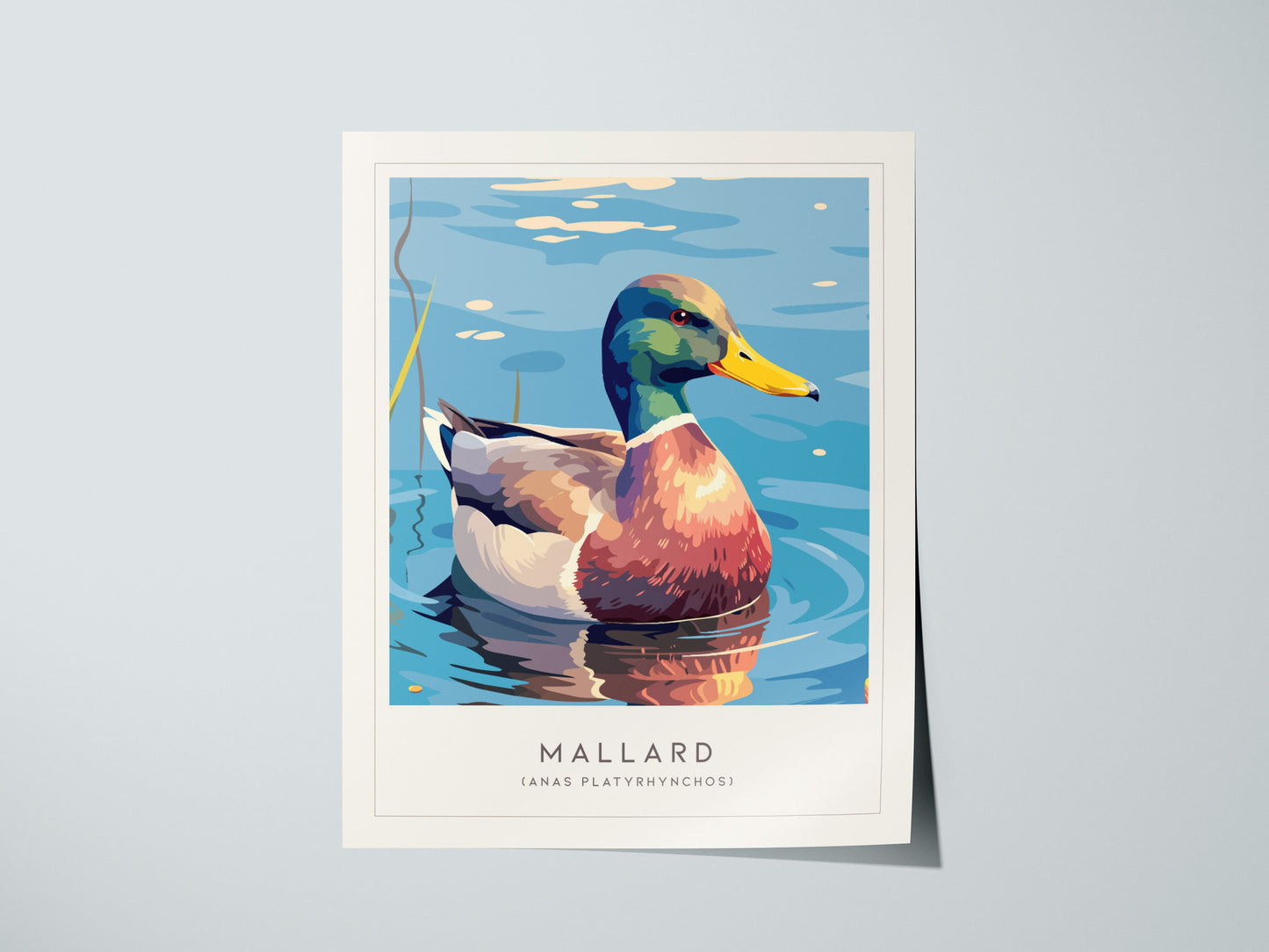Mallard Poster | Graceful Duck on Tranquil Waters Wall Art — giclée print detail on matte paper
