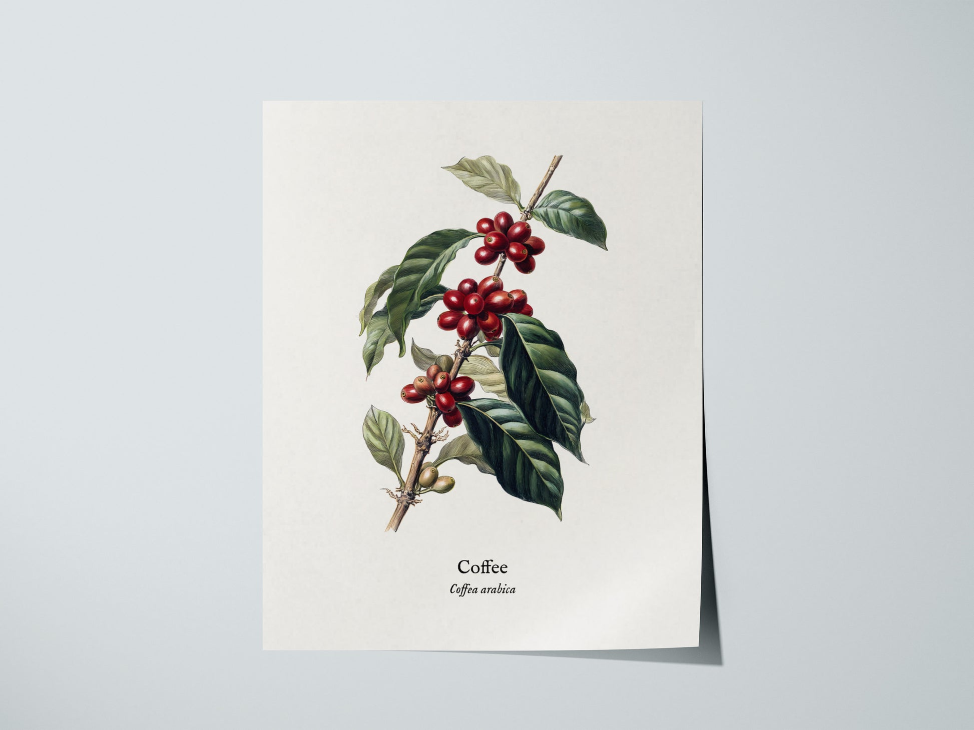 Coffee Poster | Vintage Coffea Arabica Botanical Illustration Wall Art — giclée print detail on matte paper