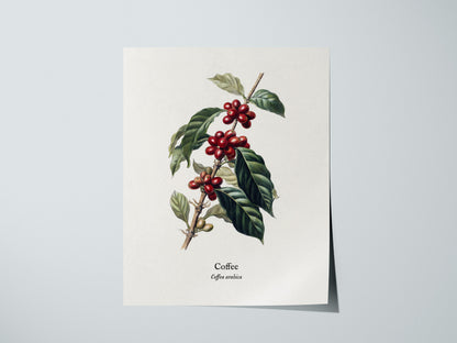 Coffee Poster | Vintage Coffea Arabica Botanical Illustration Wall Art — giclée print detail on matte paper