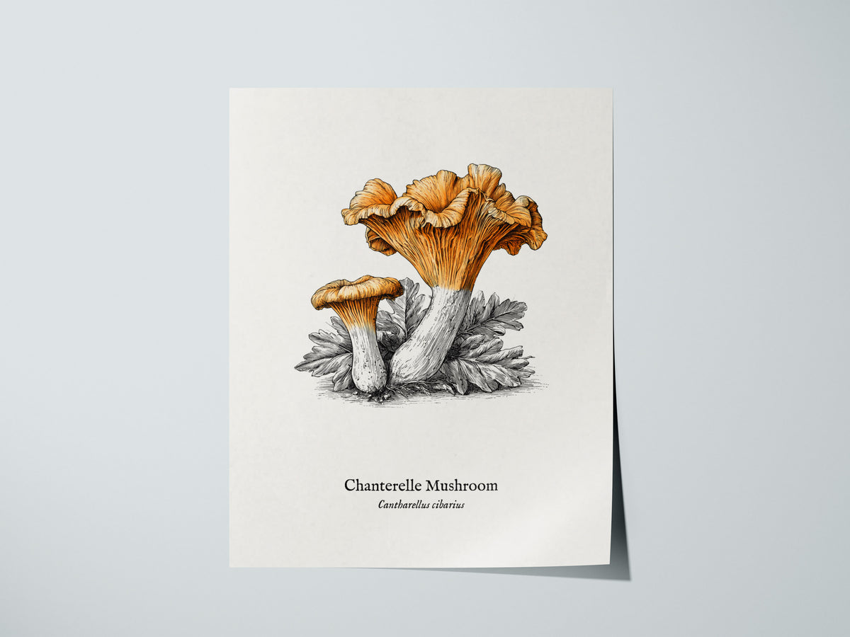Chanterelle Mushroom Poster | Cantharellus cibarius Pen and Ink Print Vintage Scientific Illustration — giclée print detail o