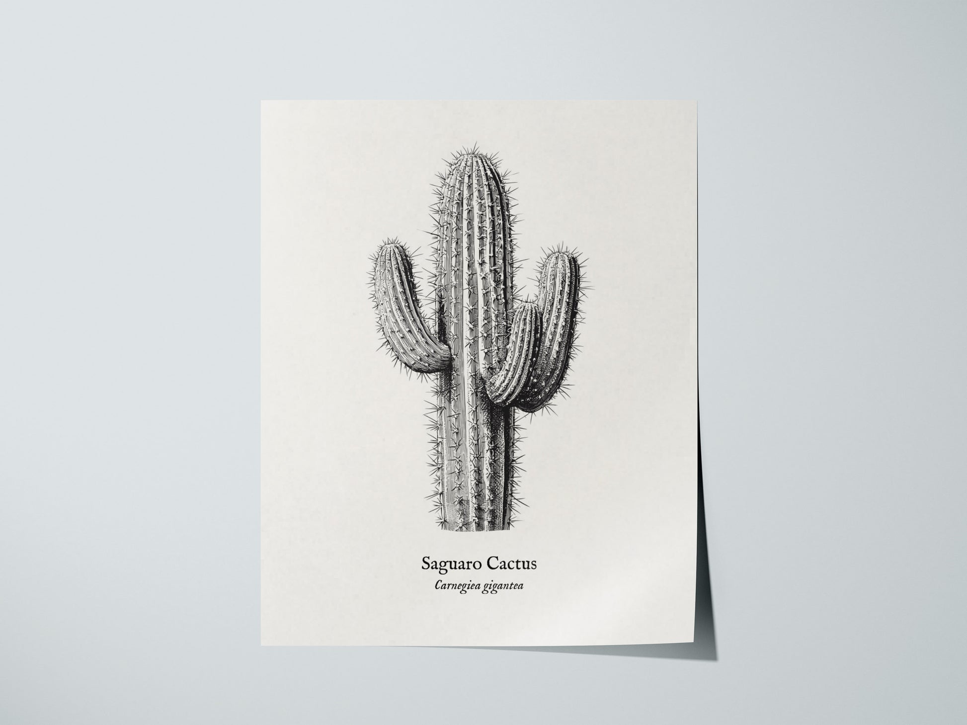 Saguaro Cactus Poster | Vintage Carnegiea gigantea Botanical Illustration Wall Art — giclée print detail on matte paper