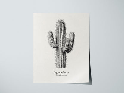 Saguaro Cactus Poster | Vintage Carnegiea gigantea Botanical Illustration Wall Art — giclée print detail on matte paper