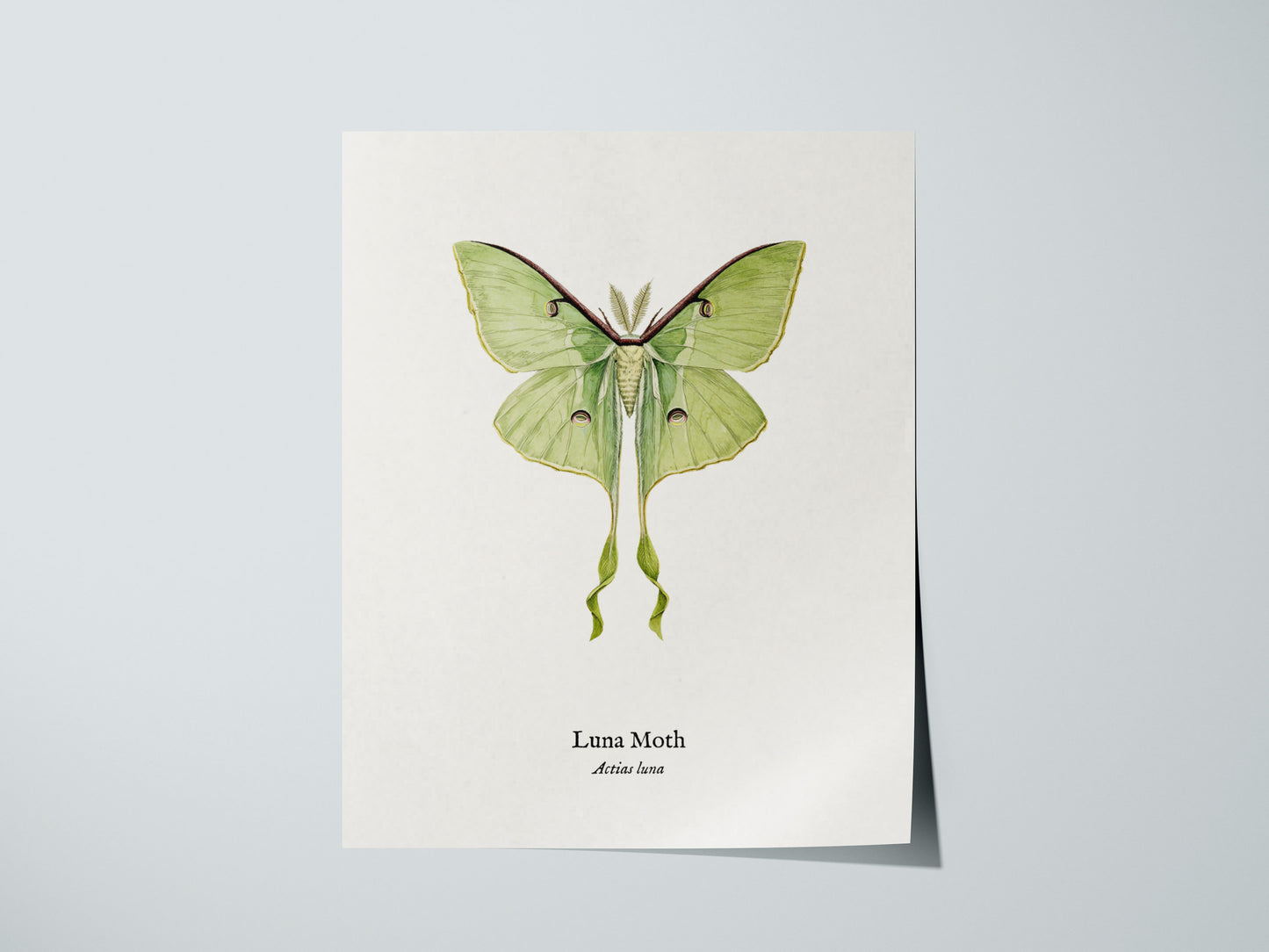 Print 01
