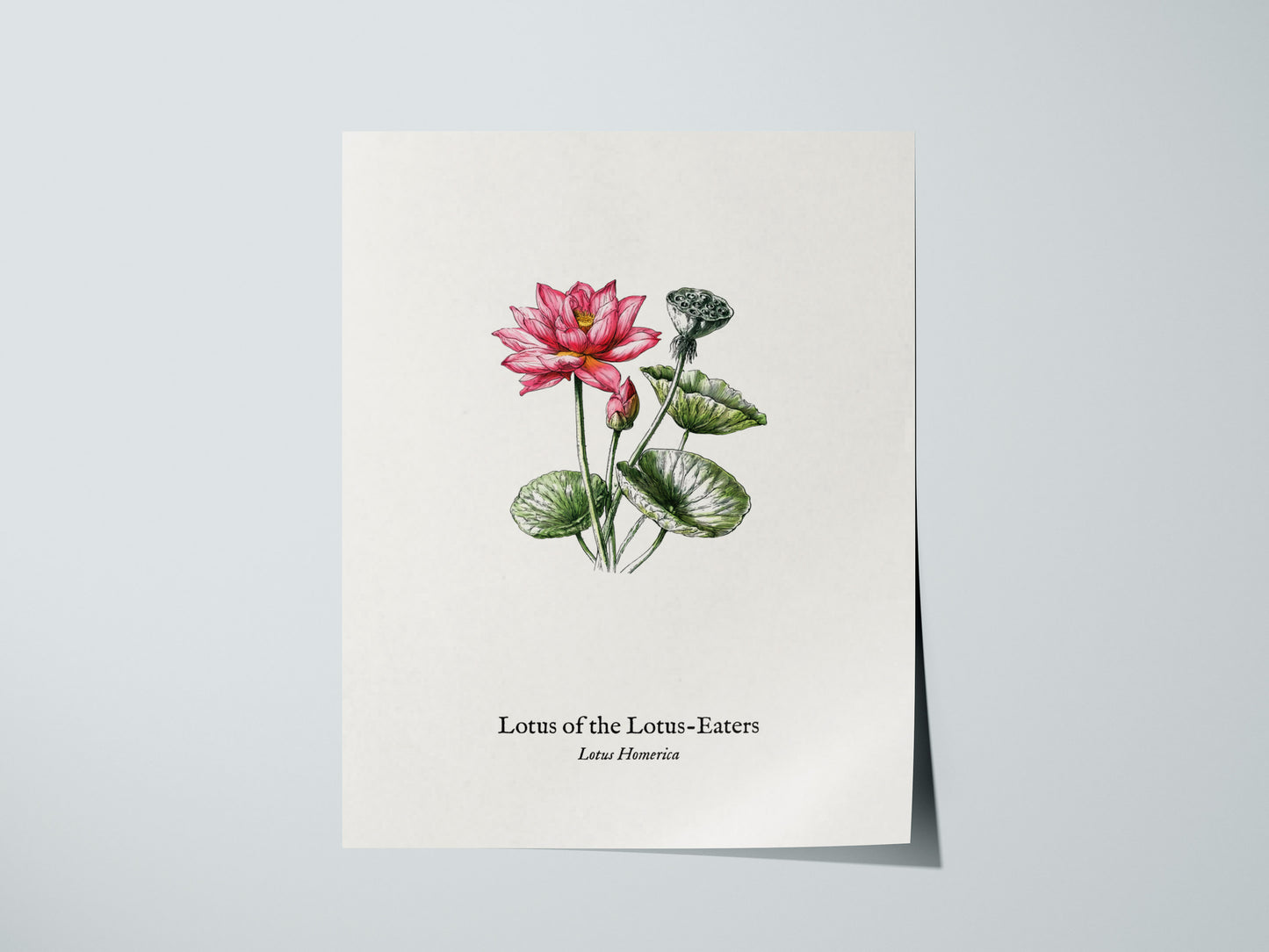 Lotus of the Lotus-Eaters Poster | Vintage Lotus Homerica Scientific Illustration Wall Art — giclée print detail on matte pap