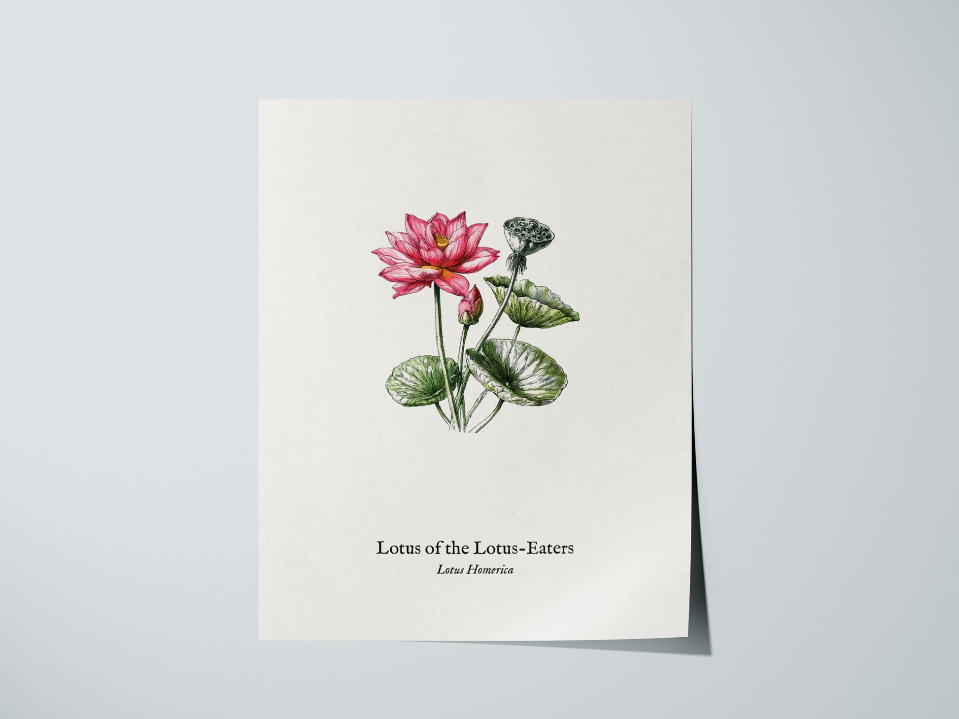 Lotus of the Lotus-Eaters Poster | Vintage Lotus Homerica Scientific Illustration Wall Art — giclée print detail on matte pap