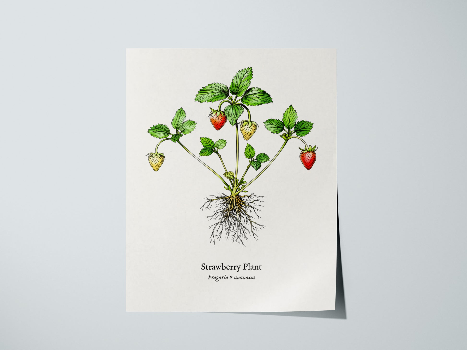 Strawberry Plant Poster | Vintage Fragaria × ananassa Botanical Illustration Wall Art — giclée print detail on matte paper