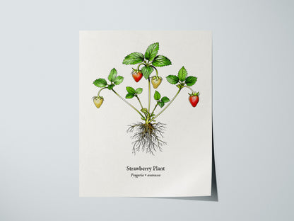 Strawberry Plant Poster | Vintage Fragaria × ananassa Botanical Illustration Wall Art — giclée print detail on matte paper