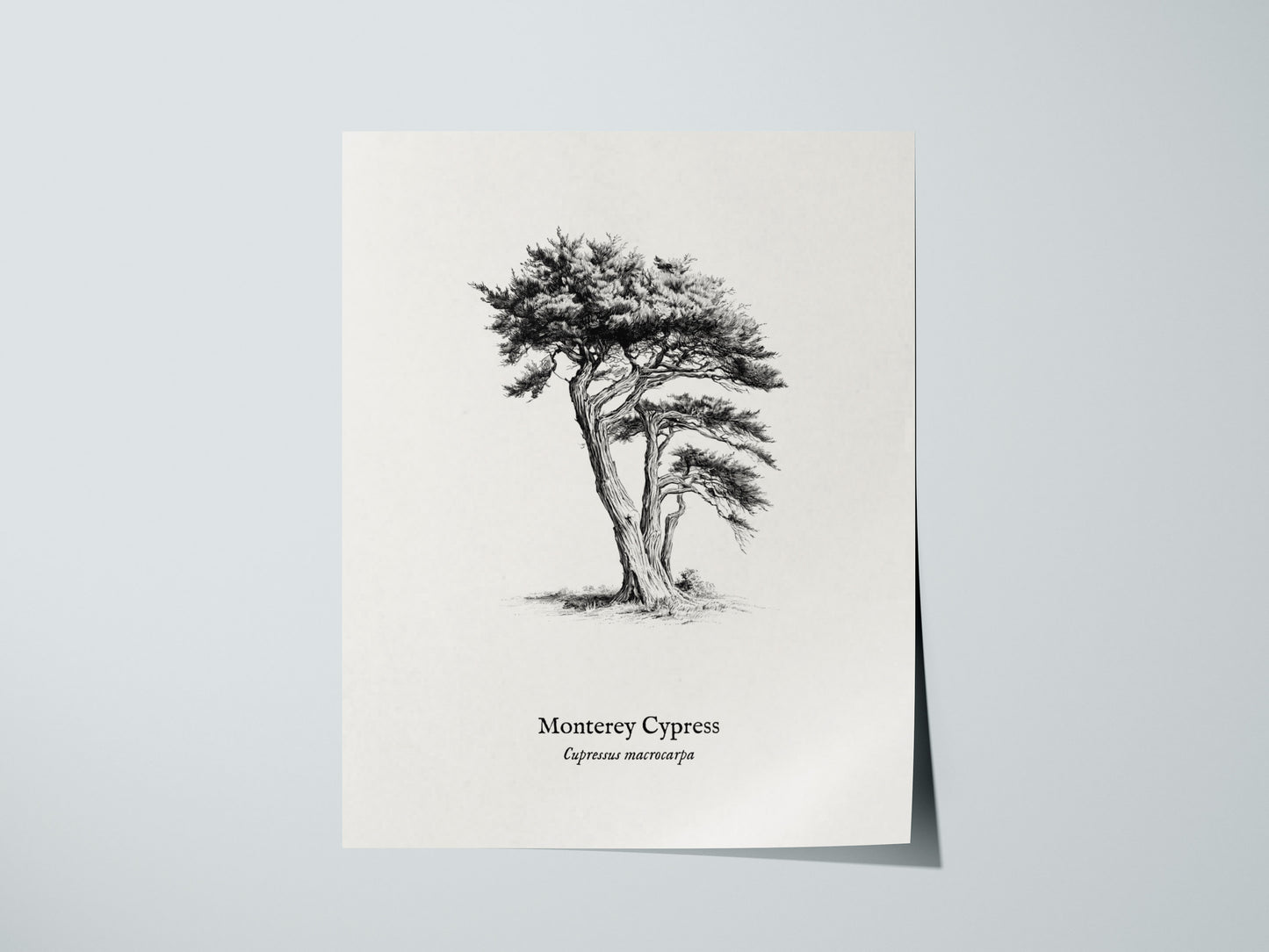 Monterey Cypress Poster | Cupressus macrocarpa Pen and Ink Print Vintage Botanical Illustration — giclée print detail on matt